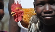 <p>Turkana-Nomaden sind Meister darin, einer harten Umwelt ein selbstbestimmtes Leben abzuringen, aber ein Jahrhundert Modernisierungspolitik und Bevölkerungsexplosion trieb eine Mehrheit in eine transfer-abhängige sesshafte Daseinsform mit Schulen, Christianisierung und Nahrungshilfe, zu der auch die Geflügelhaltung gehört. Dieser stolze Hahn hatte die Ehre, dem neuen Brauch des Weihnachtsfestes als Opfer dienen zu dürfen.<br /><br />Photo: Immo Eulenberger, Kenia, 2013<br />Max-Planck-Institut für ethnologische Forschung</p>