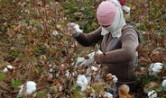 <p>Woman picking cotton in a field near the Maqtaly village. The name of the village <em>Maqtaly</em> in Kazak means ‘Cottony’. This is a seasonal work and many otherwise unemployed villagers earn money by picking cotton from mid-September to the end of November.<br /><br />Photo: Indira Alibayeva, Maqtaly, Kazakhstan, 2014<br />Max Planck Institute for Social Anthropology</p>