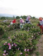 Rose pickers in Isparta, Turkey.