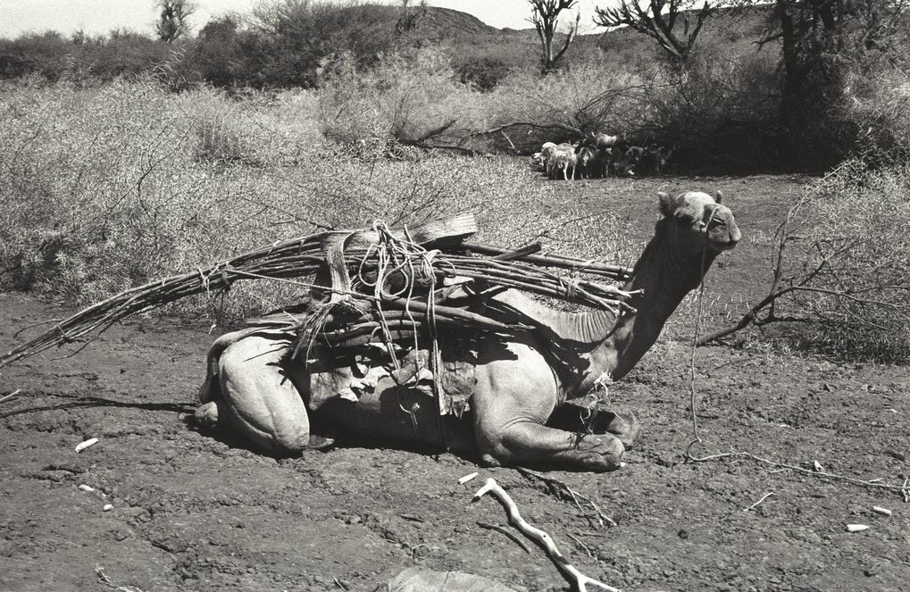 © Glynn Flood Camel with a woqo stick, Afar, Ethiopia, 1975