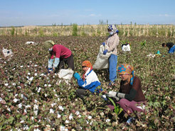 Kin provide a major source of unpaid labour in smallholder cotton picking in the oasis of Qumul (Hami) (October 2006)