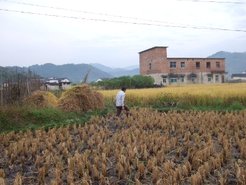 Despite the prevalence of rural-to-urban depopulation, wet rice cultivation in paddy fields continue to provide subsistence in the village and the local area.