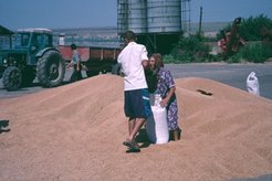 Collecting annual rent (wheat) from the new cooperative.