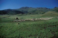 Traditionally, Kazaks have been pastoral nomads. Today only a very few still subsist on livestock rearing and have a migratory lifestyle.