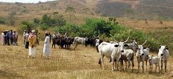 The cattle market is an important forum for economic interaction and interethnic relations. Various actors of different ethnic and professional background are involved in these transactions.
