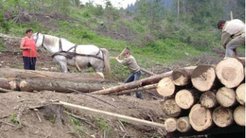 Family & Forestry