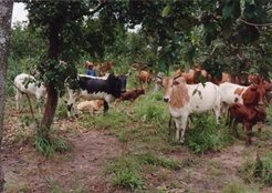Cattle species, august 1994.