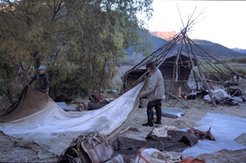 Break-up of an Even reinder herder camp, near Esso.