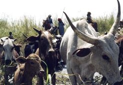 Nomadic Fulbe crossing a river during transhumance.