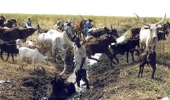 Conflicting practices of fishing and transhumance; a cow is stuck in a fishing canal intersecting a cattle track.