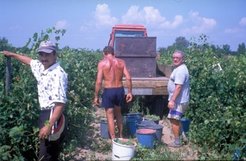 Picking grapes in a modern vineyard, August 2001.