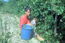 This young picker is a Romanian seasonal worker from Transylvania.