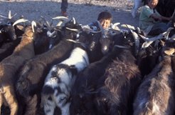 A herd of cashmere goats tied together to be milked.