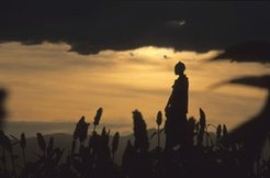 In the sorghum fields.