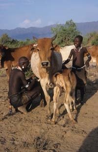 In the cattle camp.