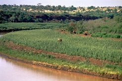 Sorghum fields of the Kara on the western bank of the Omo.