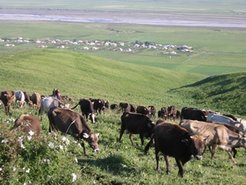 Livestock breeding, At Bashy, Kyrgysztan.