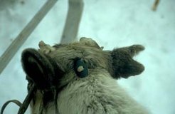Gas-exploitation proceeds even to northern reindeer herding territories. Recently, the native population therefore started to register for their land rights to assure continued access to pastures.