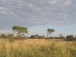 Central Kalahari Landscape