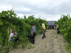 Day-labourers in a Tázlár vineyard.