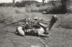 Camel with a woqo stick, Afar, Ethiopia, 1975