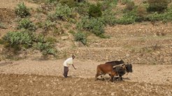 Abraham plowing the fields