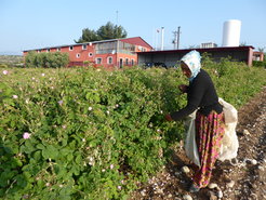Rose field, rose picker and rose oil factory.Photo: Lale Yalçın-Heckmann, Isparta, May 2018.