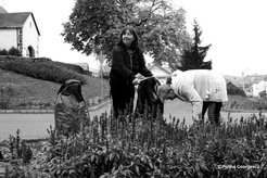 Romani 'public workers' clean flower beds in the village of Gyöngyöspata where the national workfare programme was launched in 2011.