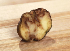 Phytophtora infestans - Potato Blight.