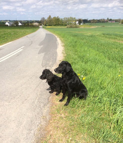 Family dogs, waiting.