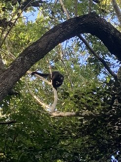 The Yucatán black howler monkey (Alouatta pigra), found throughout the Petén.