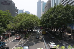 Figure 1.Old cycle lanes (two car-lane in width on each direction), which are now car lanes, separated by trees, Guangzhou, 2019.